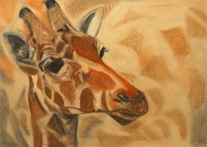 Giraffe jong. Pastelkrijt op papier